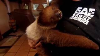 BABY SLOTH IS A MESSY EATER [upl. by Milman]