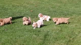 Cavachon Puppies For Sale [upl. by Lamej]