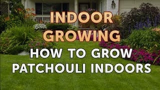 How to Grow Patchouli Indoors [upl. by Roede]