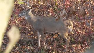 Deer Hunting the Rut in Missouri [upl. by O'Doneven708]