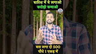 मोहगनी से 1 करोड़ ऐसे कमाएंगे  mahogany tree farming mahoganytreecultivation [upl. by Nawor676]