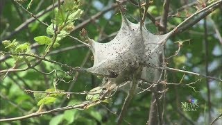 Mississauga Ont neighbourhood infested by cankerworms [upl. by Arihay600]