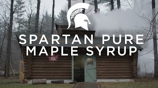 Spartans tap Michigan’s maple syrup potential [upl. by Ahsiele]