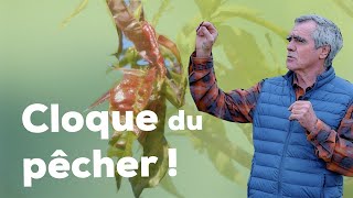 Cloque du pécher cest maintenant ou jamais   techniques et traitements préventifs pour lutter [upl. by Cairns]