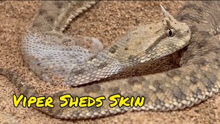 Viper Sheds Skin [upl. by Eidua]