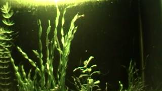 Corckscew Vals Vallisneria Spiralis [upl. by Deming]