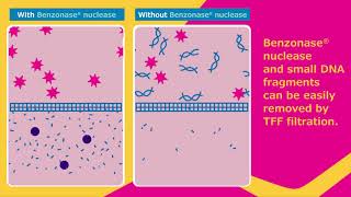 Efficient DNA Clearance Enables Better Faster Virus Production [upl. by Mcripley939]