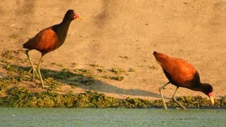 Casal de Jaçanãs  Jacana jacana 🙂 [upl. by Turne]