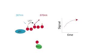 Homogeneous RealTime Ubiquitin Conjugation  TRFRET Kits [upl. by Kerr]