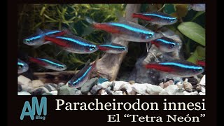 Paracheirodon innesi El Tetra Neón [upl. by Eilyac139]