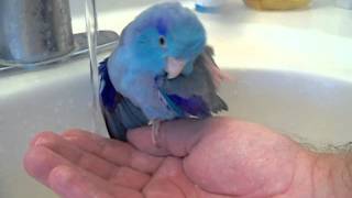 Pacific Parrotlet Bird Bath in the sink [upl. by Laraine904]