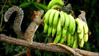 Goldenfronted Woodpecker and Squirrel [upl. by Krell]