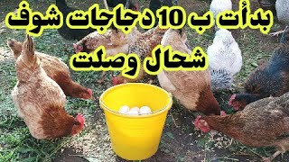 بدأت ب 10 دجاجات شوف شحال وصلت الآن ، تربية الدجاج البلدي مع سعيد tarbiat dajaj beldi [upl. by Tay822]