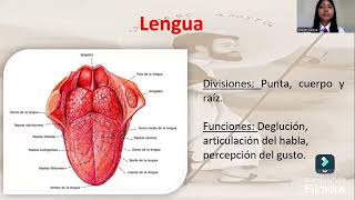 “La fascinante Cavidad Oral “ Explorando su Anatomía [upl. by Mowbray]