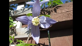 Pruning Clematis Group 1 Aplina Francis Rivis and Montana [upl. by Apfelstadt302]