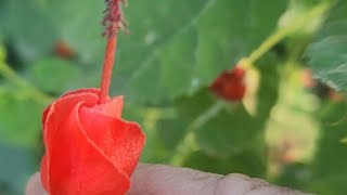 Munching on Turks Cap hibiscus [upl. by Alyahsal]