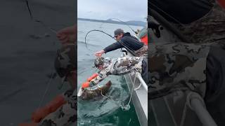 185lb Halibut bigdawg halibut alaska fishalaska sitkaalaska sitka fish ak [upl. by Letta]