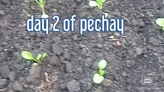 Day 2 of pechay after transplanting [upl. by Auqenwahs]