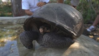 Hallan tortuga gigante en Galápagos que se creía extinta [upl. by Horne]