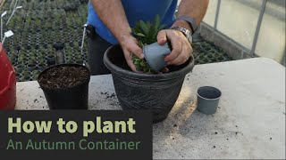 EP188  Plant an autumn container with 2 of our favourite perennial plants Aubreita and Erysimum [upl. by Thorrlow]