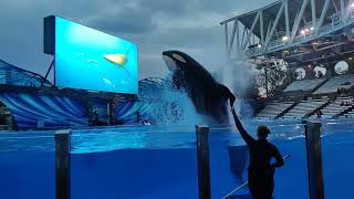 SeaWorld Orlando 11152022 FULL ORCA ENCOUNTER [upl. by Oxley468]