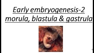 IMPORTANT EVENTS IN EMBRYOGENESIS  MORULA BLASTULA amp GASTRULA STAGES [upl. by Koo]