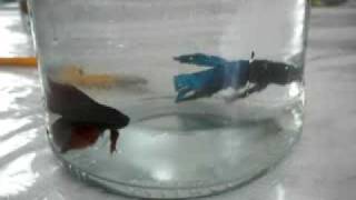 BETTA FISH FIGHT NO1 [upl. by Nadeau]