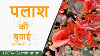 पलाश की बुवाई कैसे करे  How to Grow Palash [upl. by Pacifa]