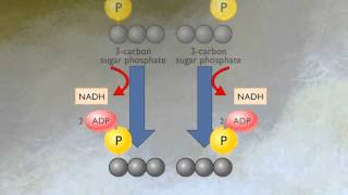 How Glycolysis Works HD Animation [upl. by Ahseinod]