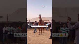 Stallion karamdev sire by drona at pushkar fair [upl. by Narat]