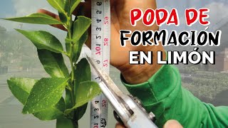 Primera PODA de FORMACIÓN en LIMÓN  TUTORADO 2023 [upl. by Yerroc]