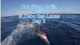 Striped Marlin Fishin in Cabo San Lucas 29th Anniversary Trip Day 2 [upl. by Aihsekan428]