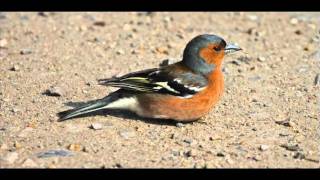 Male Chaffinch singing [upl. by Cranston]