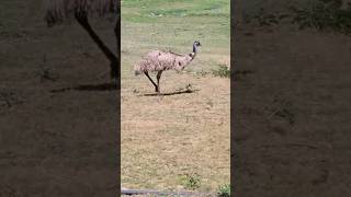 look at beautiful ostrich roaming alone happily🦩shorts short youtubeshorts animallover [upl. by Akcimat239]