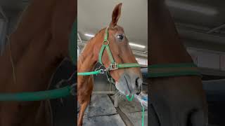 Enjoy me savoring my carrot 🥕😍 horse cavalo caballo [upl. by Conners]