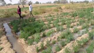 Furrow irrigation using a petrol pump [upl. by Amabelle]