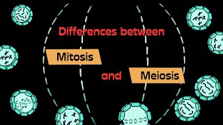 Difference between Mitosis and Meiosis [upl. by Marchal]