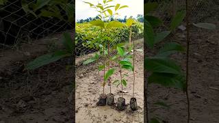 Mahaguni plant minivlog explore shortvideo publicereaction nature [upl. by Florrie]