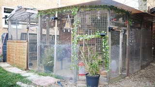 2019 Breeding Season  New Aviaries and Birds [upl. by Tamera]