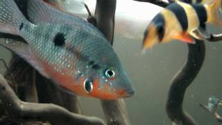 Thorichthys Meeki HD  movie 03  Firemouth Cichlid [upl. by Herzen47]