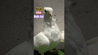 viralvideo white satinette pigeon only 1499my subscribers [upl. by Alhahs]