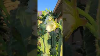 Night Blooming Peruvian apple cactus [upl. by Enerahs]