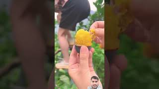 Harvesting some fresh and delicious fruits😋🤤🍊🍇🍍🍐🍒🍏 fruiting fruitcutting amazing fruit food [upl. by Nyrol]