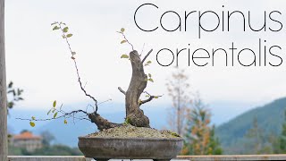 Carpinus orientalis Yamadori Hornbeam Autumn work  Arkefthos Bonsai [upl. by Naj137]