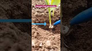 Hypogeal Seed Germination in maize [upl. by Cyprio]