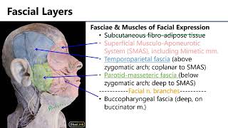 LO2 Fascial Fasciae [upl. by Micheal116]