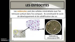 Cours 33  Le tissu osseux [upl. by Chapman]