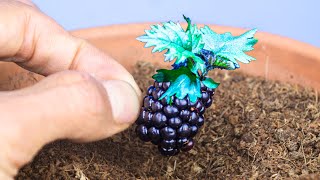 Blackberry Plant Growing From Seed 124 Days Time Lapse [upl. by Kacey967]