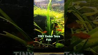 The Ultimate Nano Aquarium Setup with Ember Tetras [upl. by Mellette398]