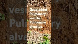 Gallbladder Pulmonary alveolus vesicle Ascende8q health family youtubeshorts [upl. by Volotta]